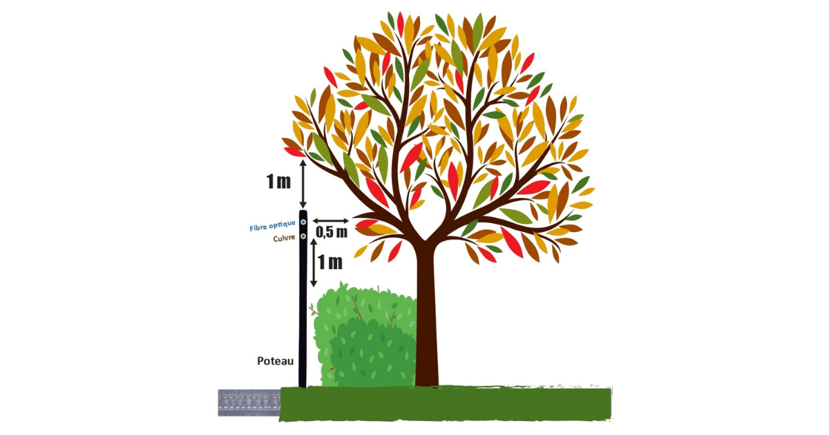 Schéma d'élagage pour le passage de la fibre