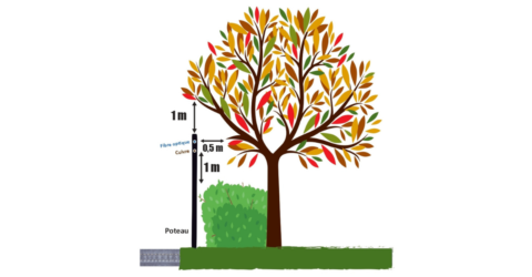 Schéma d'élagage pour le passage de la fibre