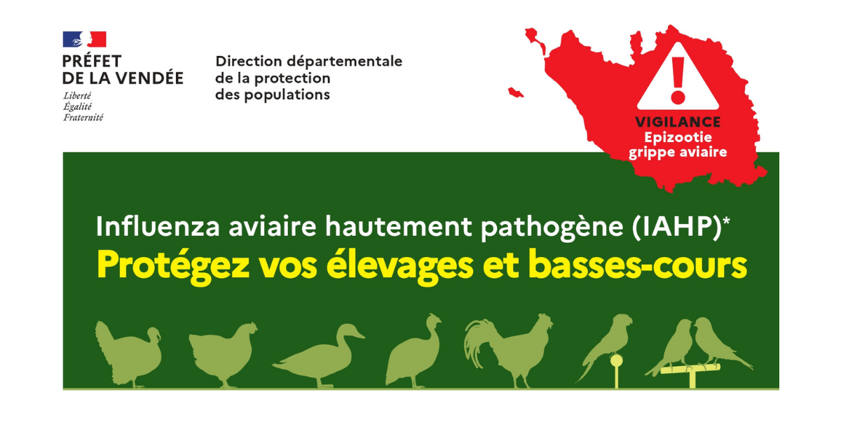 Grippe aviaire : protégez vos élevages et basses-cours