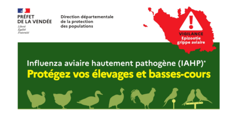 Grippe aviaire : protégez vos élevages et basses-cours