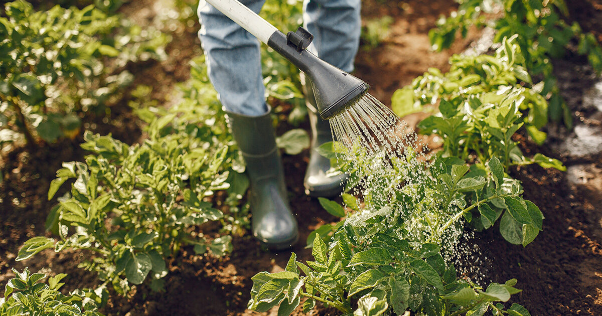 Photo d'illustration : arrosage potager